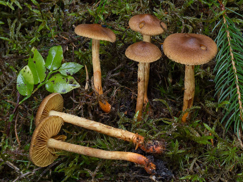 Cortinarius bataillei